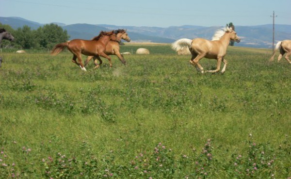 Pension chevaux près d' Annonay